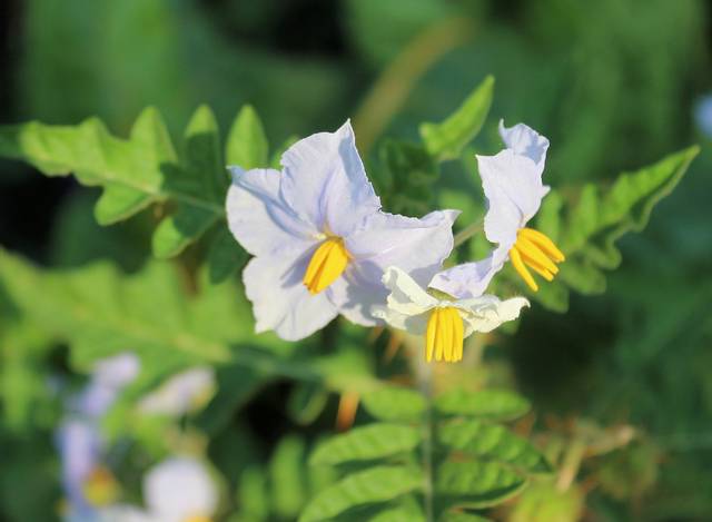 Fleurs de morelle de Balbis