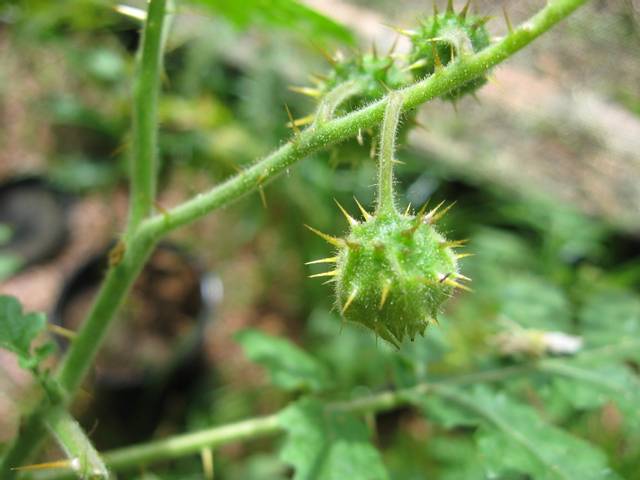 Solanum sisymbriifolium (fruits immatures)