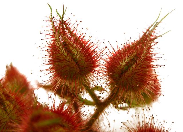 Rubus phoenicolasius : fruits avant maturité