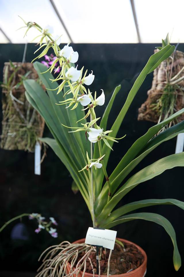 Angraecum eburneum