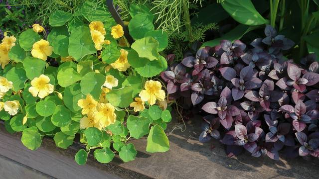 Capucine 'Moonlight' et Alternanthera brasilensis 'Purple Prince'