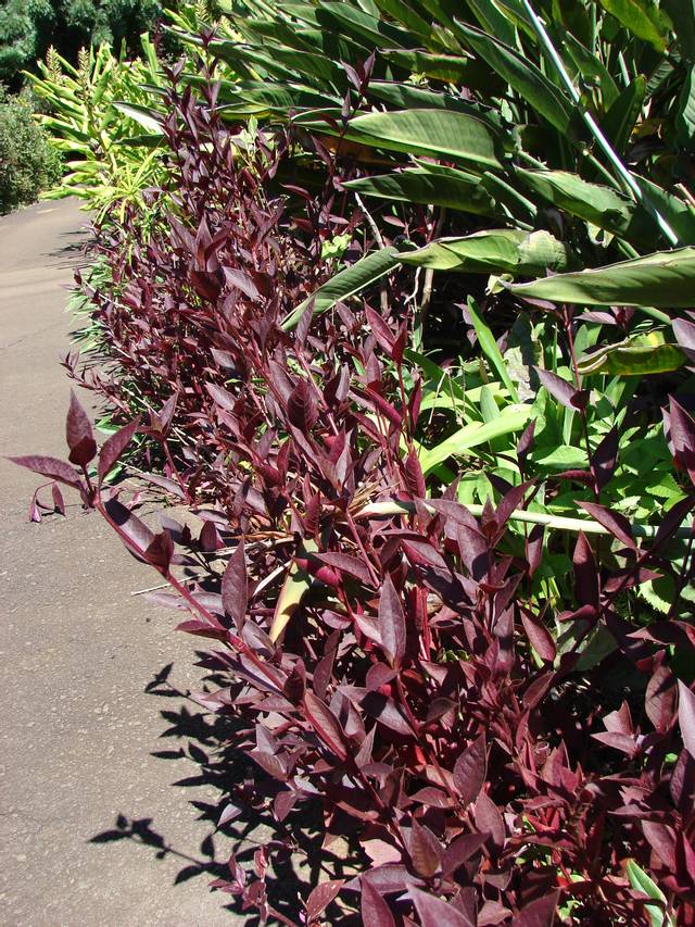 Alternanthera brasiliana en couvre-sol
