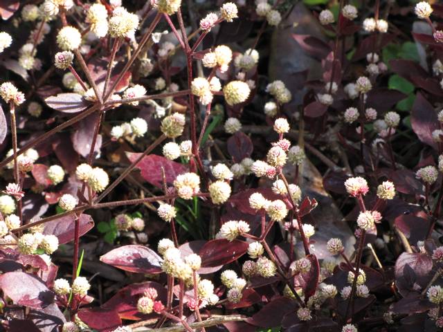 Alternanthera brasiliana en fleurs