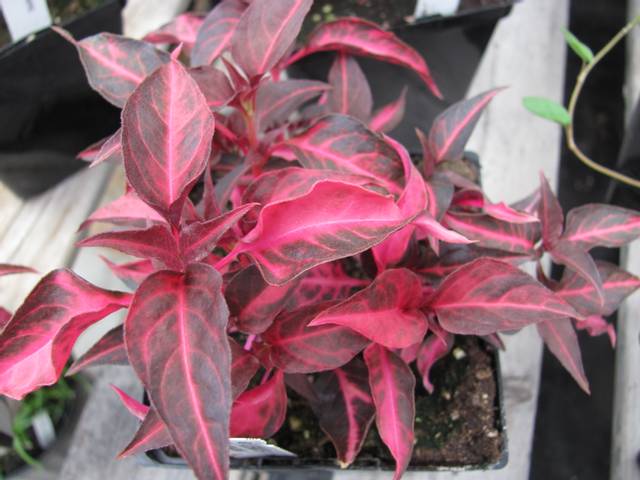 Alternanthera 'Grenadine'