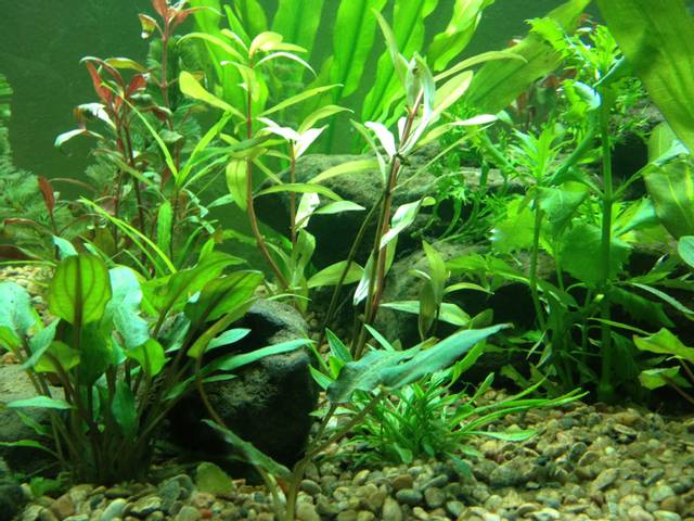 Alternanthera reineckii en aquarium (à gauche)
