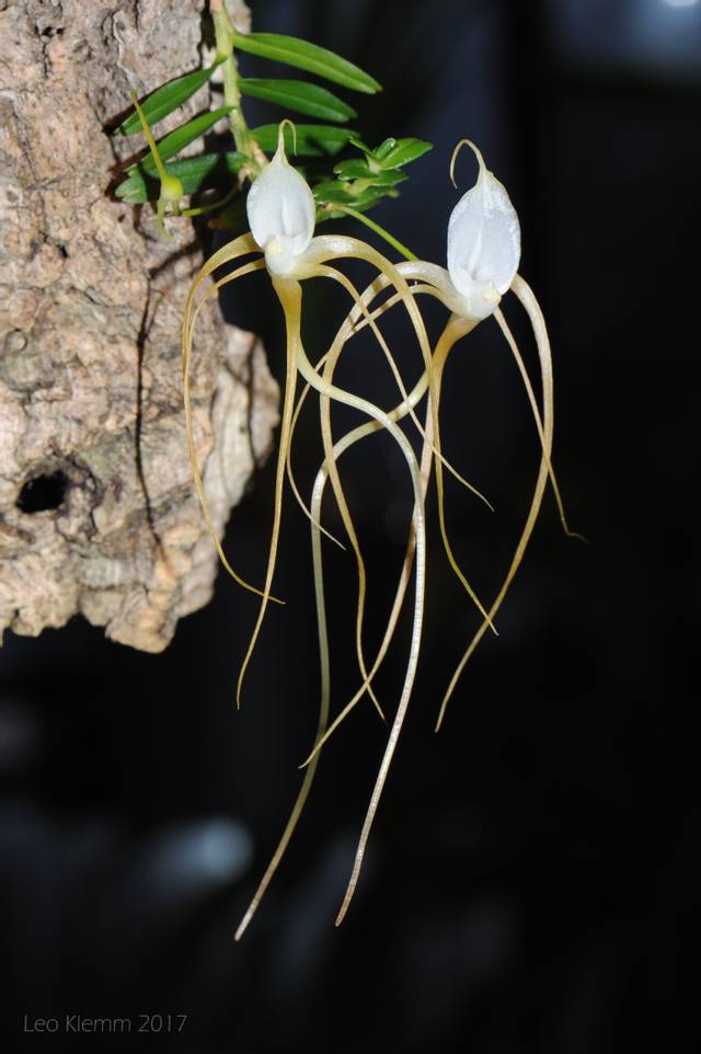 Angraecum arachnites sur plaque de liège