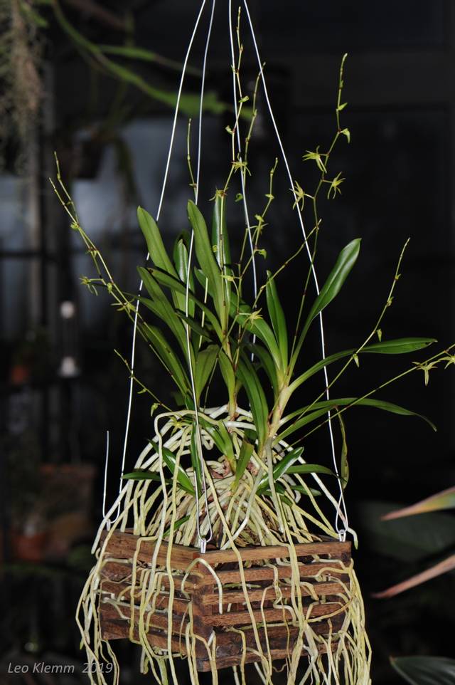 Angraecum calceolus cultivée en panier