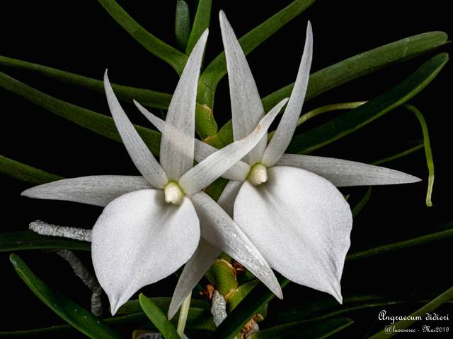 Angraecum didieri