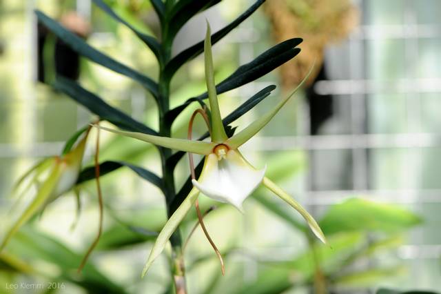 Angraecum vigueri