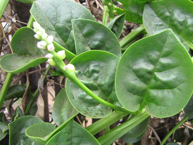 Baselle, Basella alba, épinard de Malabar