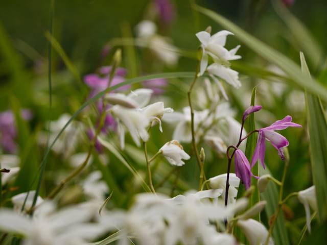 Bletilla striata blanches et mauves