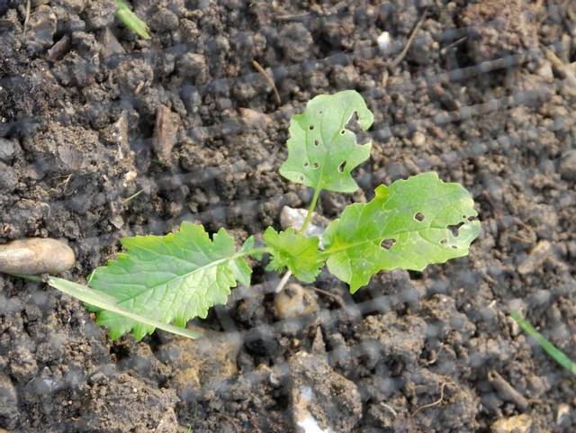 Brocoli rave : jeune plant issu de semis