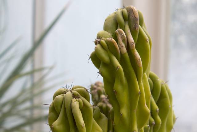Cereus hildmannianus 'Monstrosus'