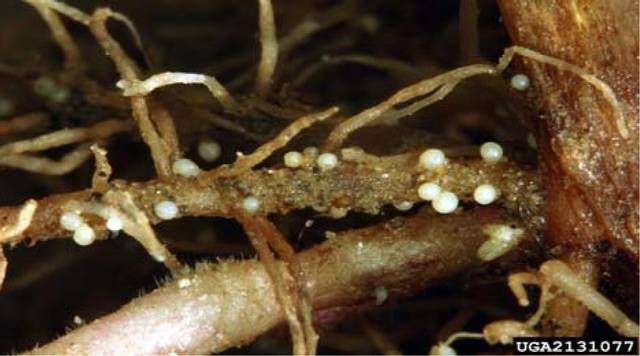 Dégâts sur des racines de Ditylenchus destructor