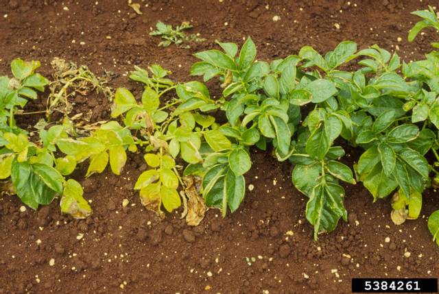 Dégâts provoqués par Globodera pallida dans un rang de pommes de terre