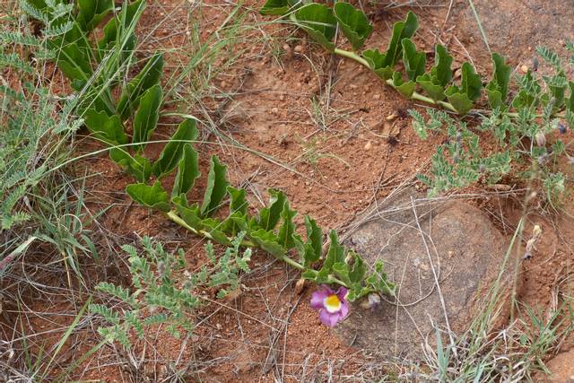 Harpagophytum zeyheri
