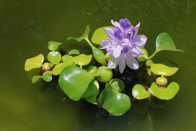 Plus de 10 000 images de Fleur De Lotus et de Lotus - Pixabay