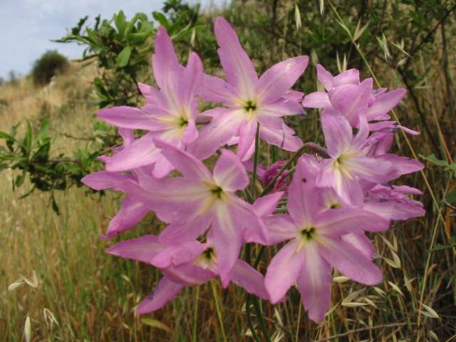 Leucocoryne coquimbensis