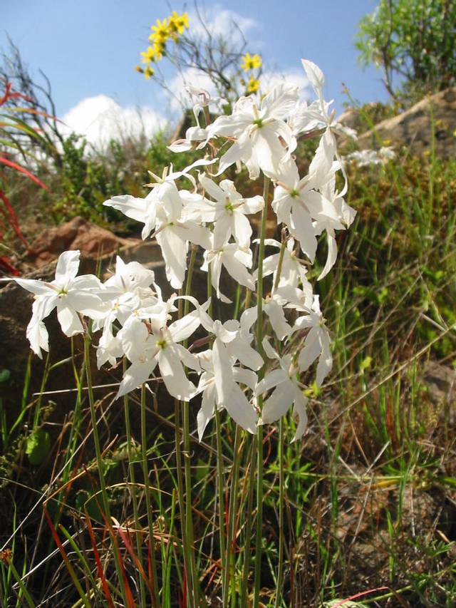 Leucocoryne ixioides