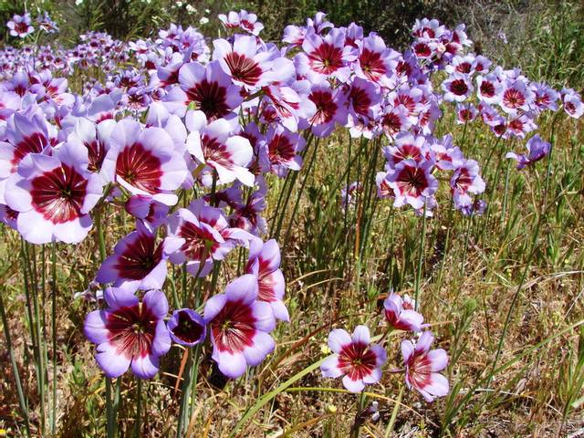 Leucocoryne purpurea