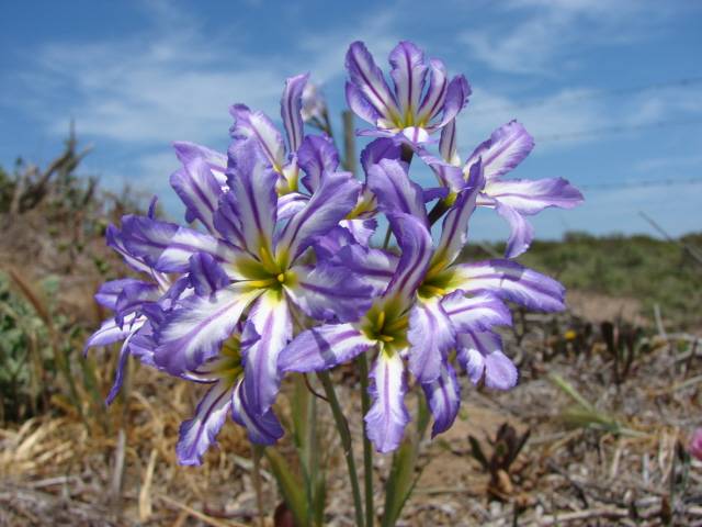Leucocoryne vittata