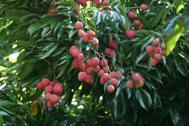 Litchi chinensis