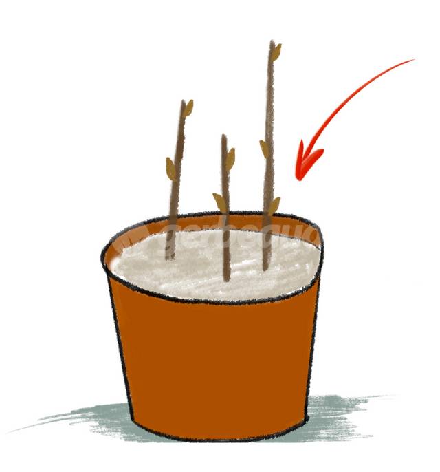 Mise en pot des boutures de petits fruits