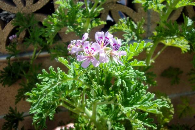 Pelargonium graveolens