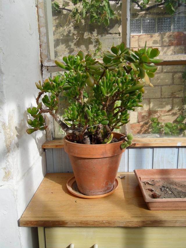 Plante grasse dans la véranda en hiver