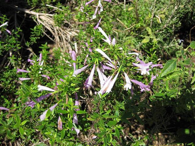 Poliomintha longiflora ; origan mexicain