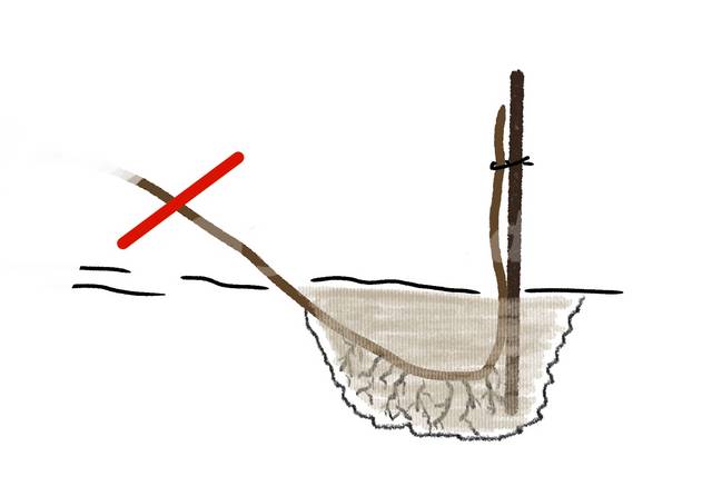 Prélèvement de la marcotte en hiver