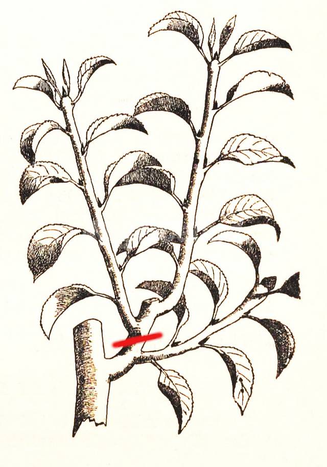 Le rameau du bas (brindille) porte à son extrémité un bouton à fleur