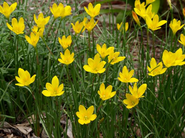 Lis de pluie / Zephyranthes citrina