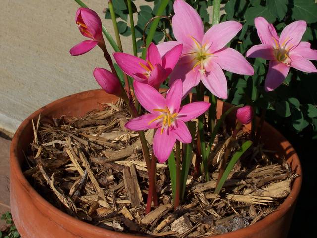 Zephyranthes rosea en pot