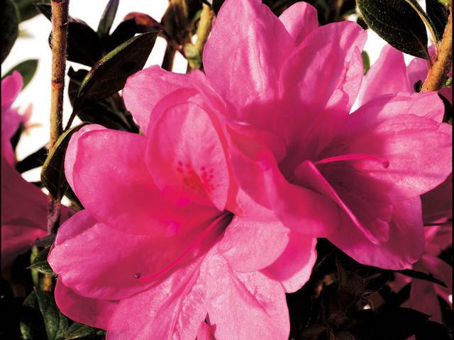 Azalée - ENCORE® Empress rose vif - détail