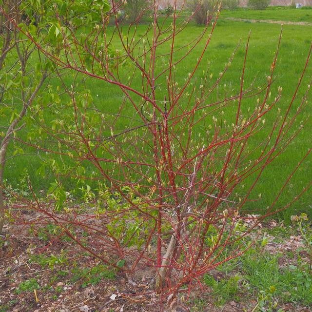 Cornus alba 'Elegantissima'