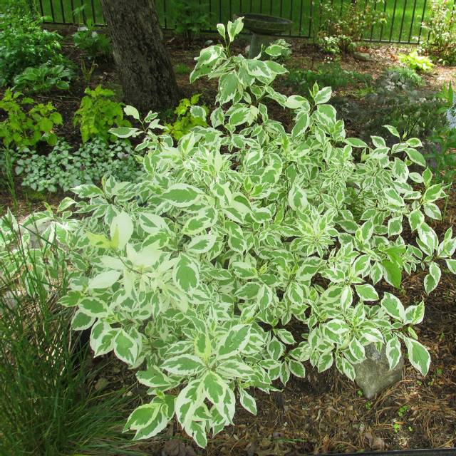 Cornus alba 'Elegantissima' - feuillage