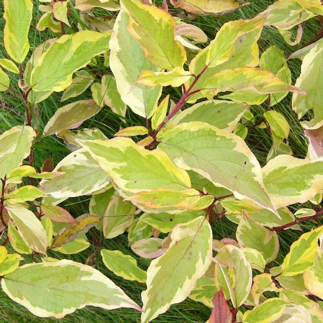Cornus alba 'Gouchaultii' - feuillage panaché