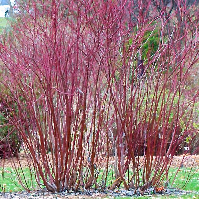 Cornus alba 'Gouchaultii'