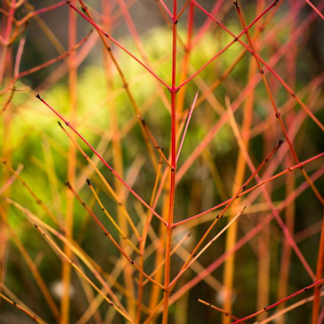 Cornus sanguinea 'Mid Winter Fire'
