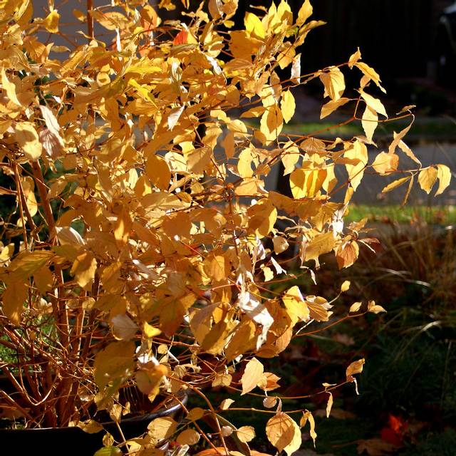 Cornus sanguinea 'Mid Winter Fire' - feuillage automnal