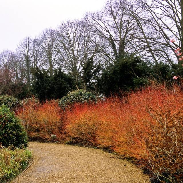 Cornus sanguinea 'Mid Winter Fire' - allée en hiver