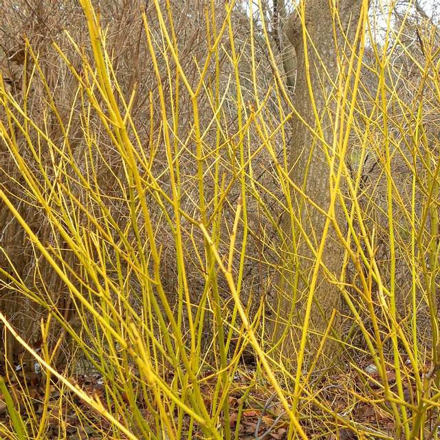 Cornouiller à bois jaune (Cornus sericea 'Flaviramea')
