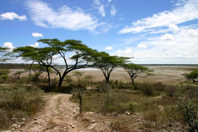 Acacia (Lac Manyara - Tanzanie)