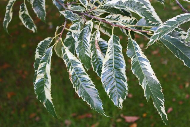 Castanea sativa 'Albomarginata' (feuillage)