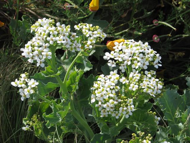 Fleurs de Crambe maritima (chou maritime)