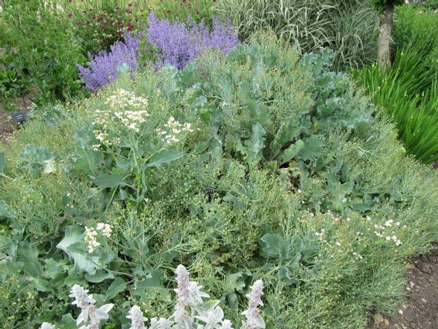 Chou maritime (Crambe maritima) dans un massif