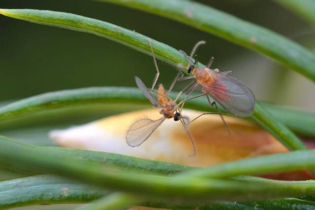 Contarinia pseudotsugae (cécidomyie)