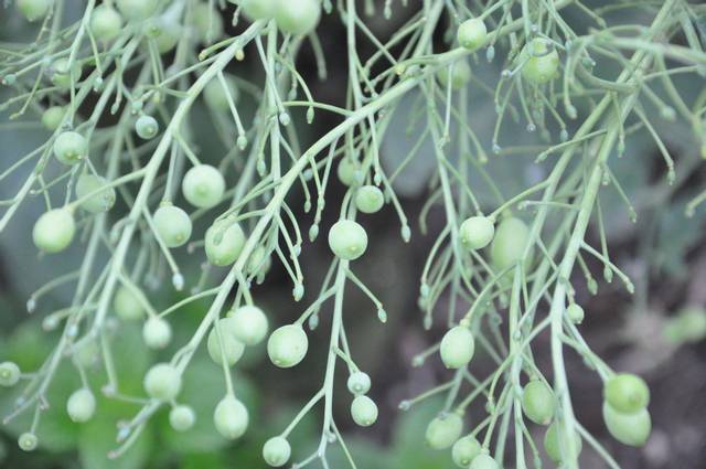 Fruits (siliques) de chou maritime