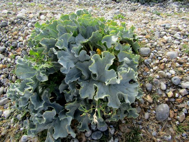 Chou maritime (Crambe maritima)